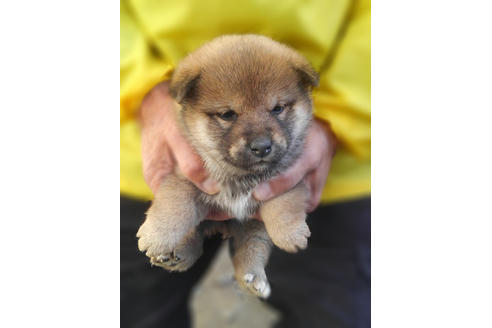 成約済の山梨県の柴犬-41308の2枚目